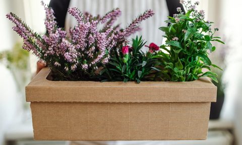 buy houseplants online pretty plants in a box resized