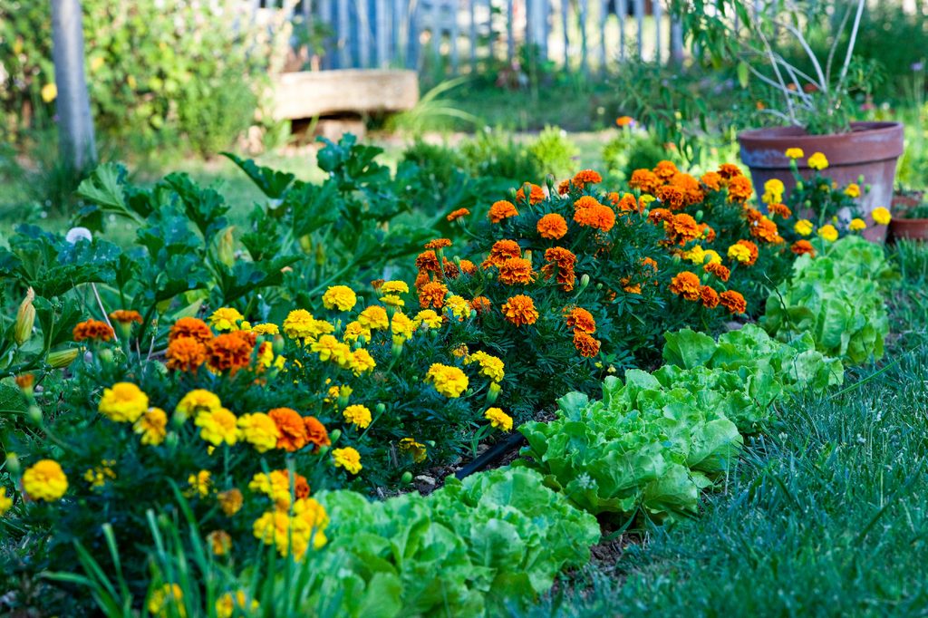 Vegetables and flowers growing in a garden