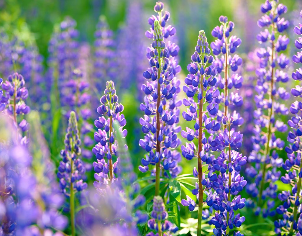 Blue lupine perennial flowers