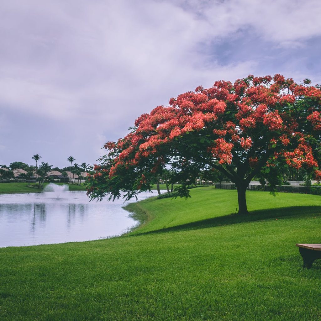 grass pond tree bench