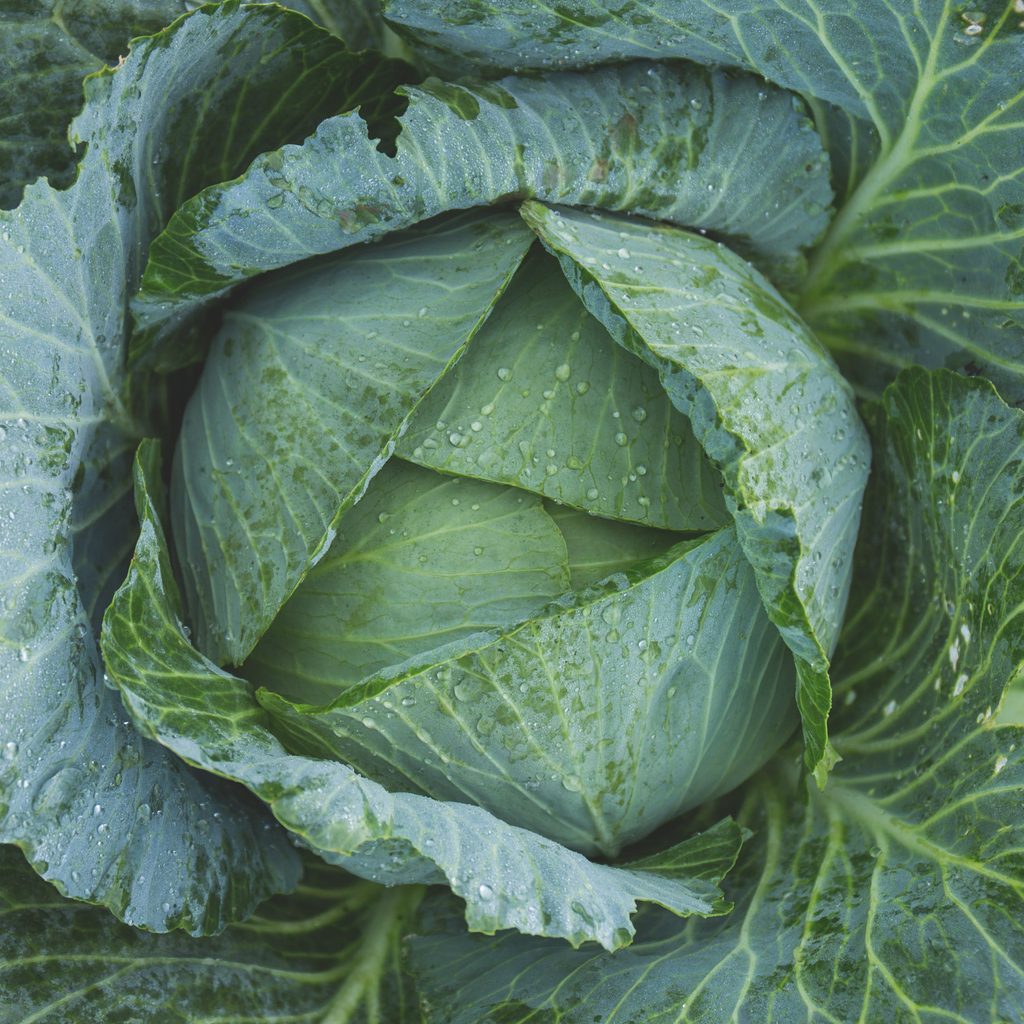 cabbage growing in garden