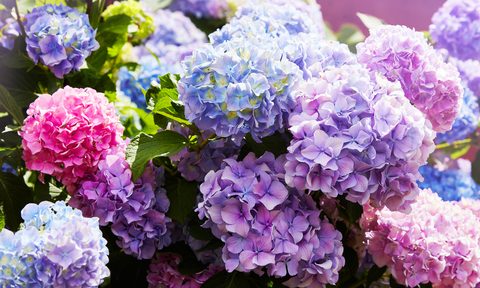 best perennial flowers summer bloom pink lilac blue hydrangeas