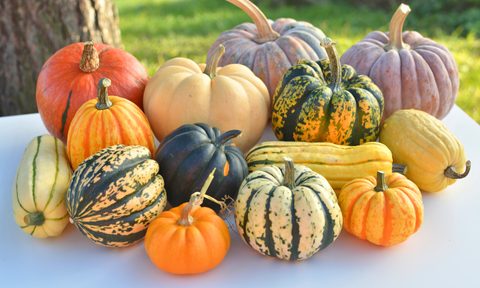 Winter squash pumpkins harvest