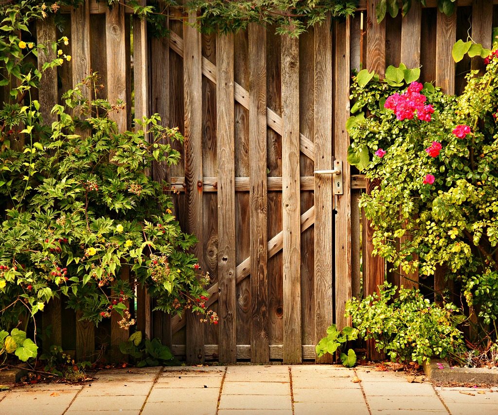 rose bushes against wooden gate
