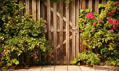 rose bushes against wooden gate