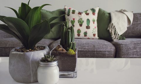 cactus in living room