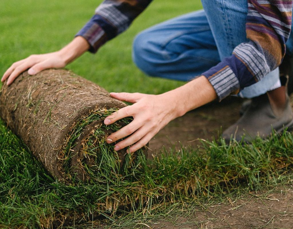 Sod installation