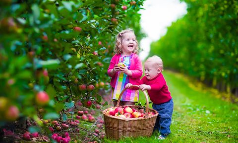 apple recipe ideas child baby picking