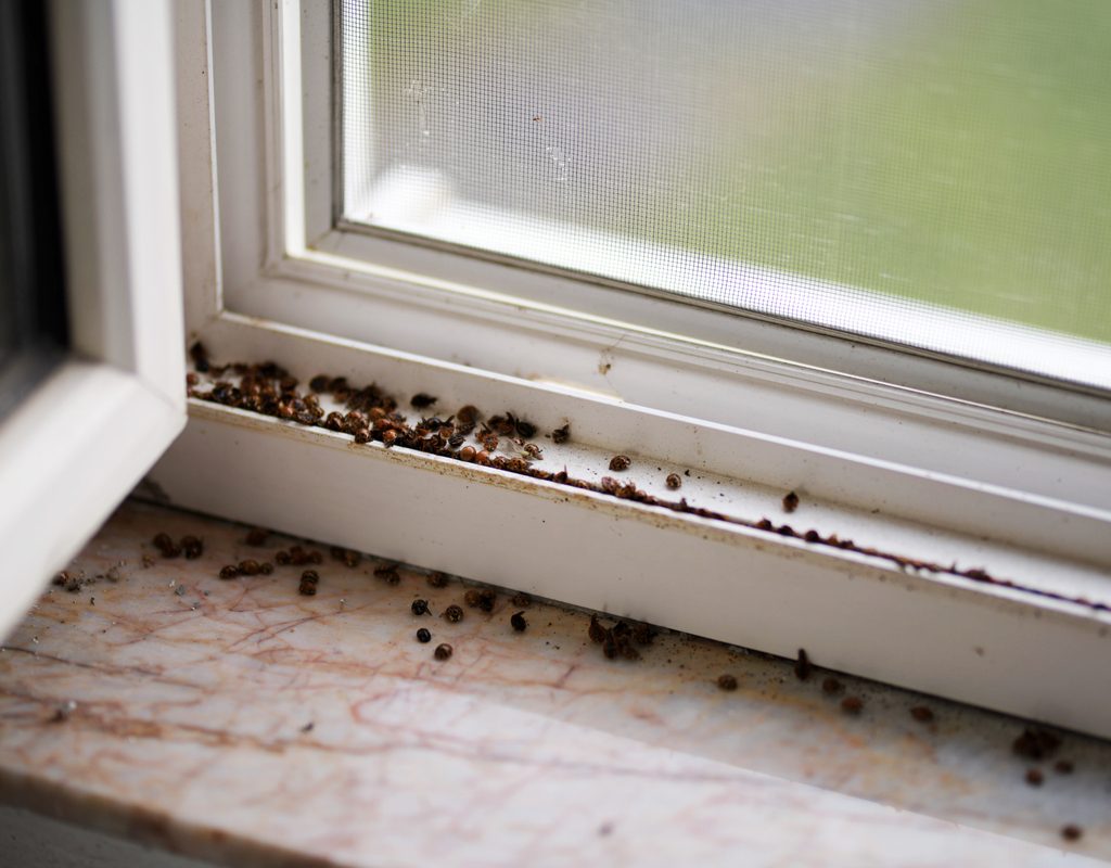 asian ladybugs in a window