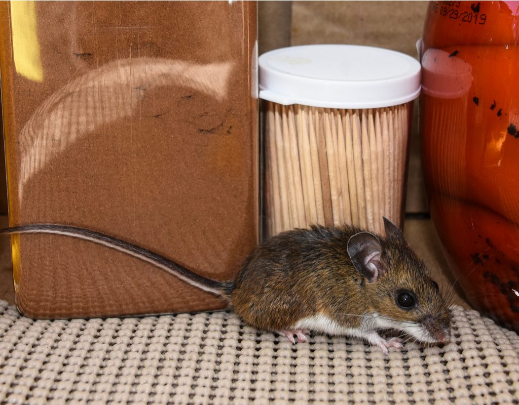 mouse on a shelf with canned foods
