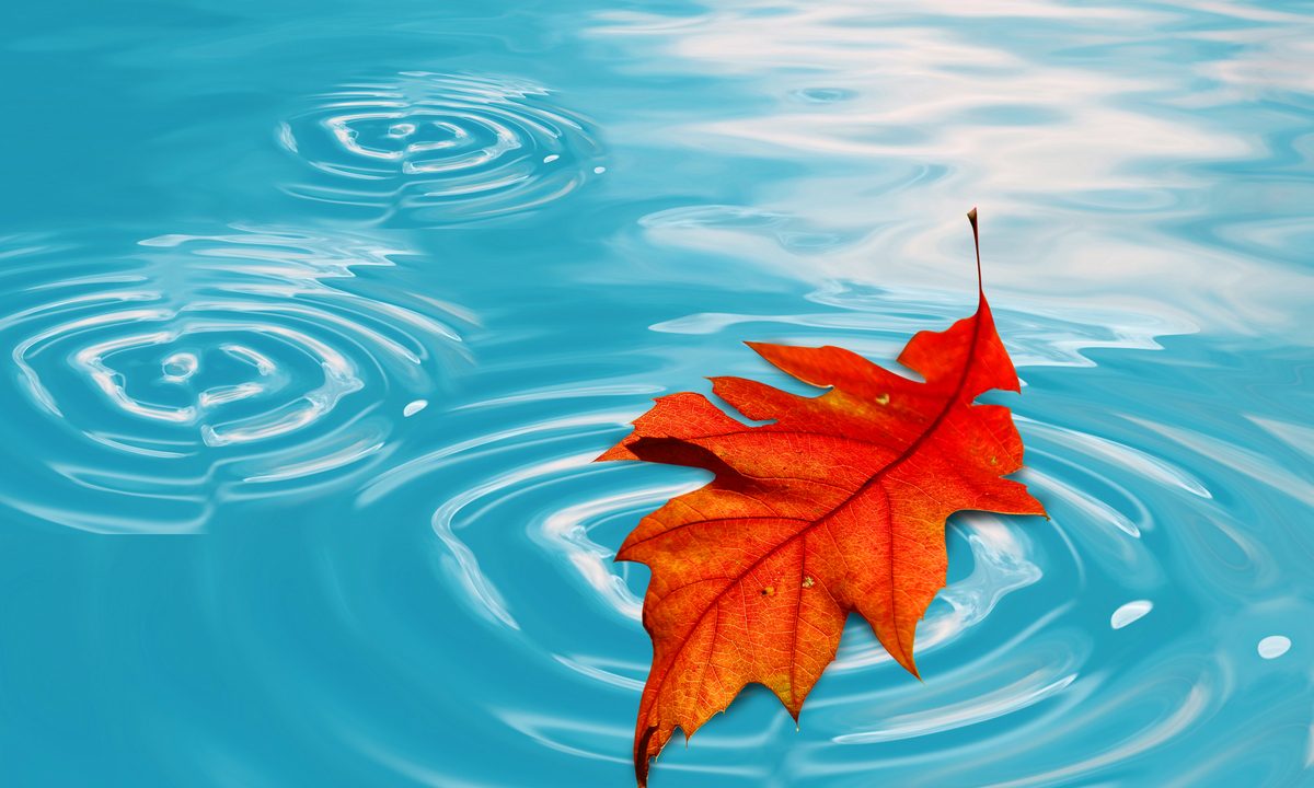 Oak leaf floating on top of pool water
