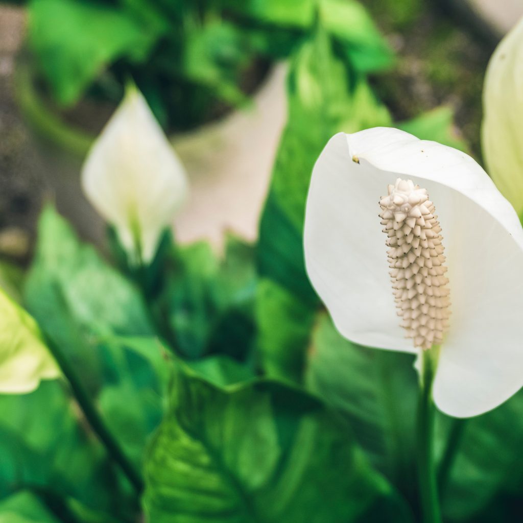 Peace lily bloom with green leaves in the background