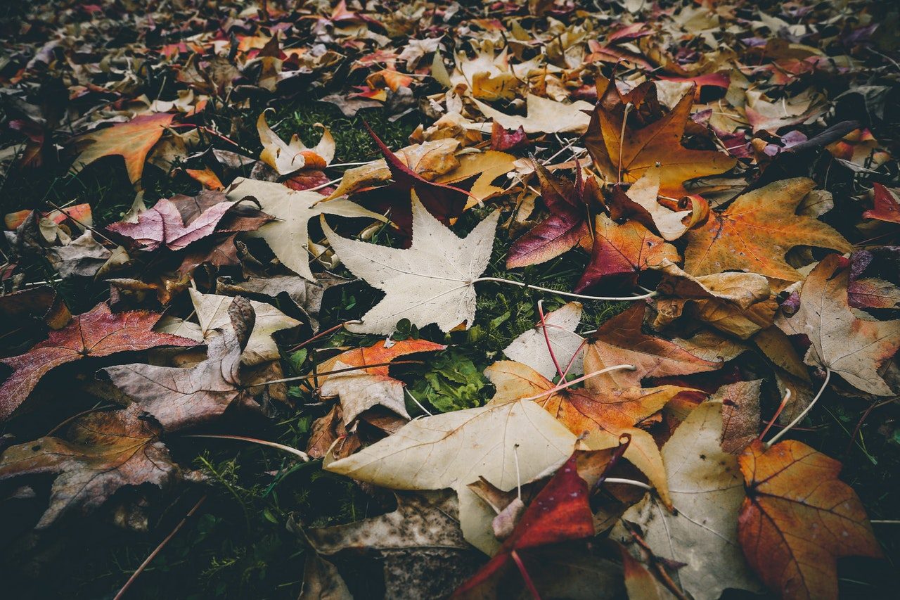 Fallen leaves on ground in autumn