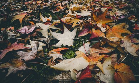 Fallen leaves on ground in autumn