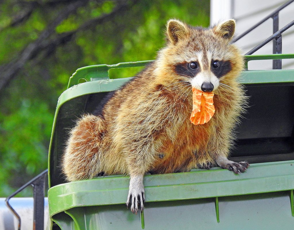 raccoon raiding a trash can