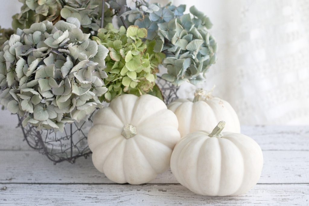 White pumpkins and hydrangea
