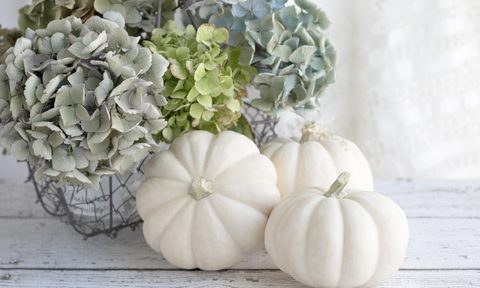 White pumpkins and hydrangea