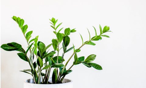 ZZ plant in white planter