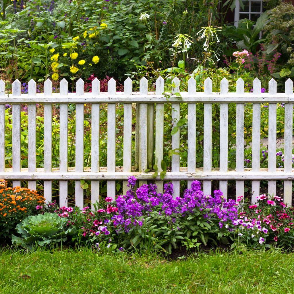 White picket fence with flower bushes