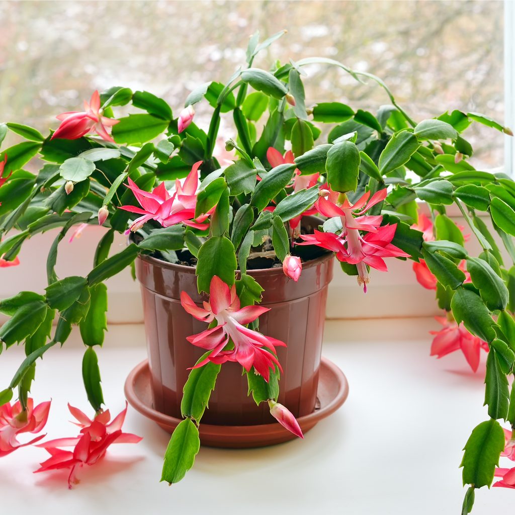 Christmas cactus with pink blooms