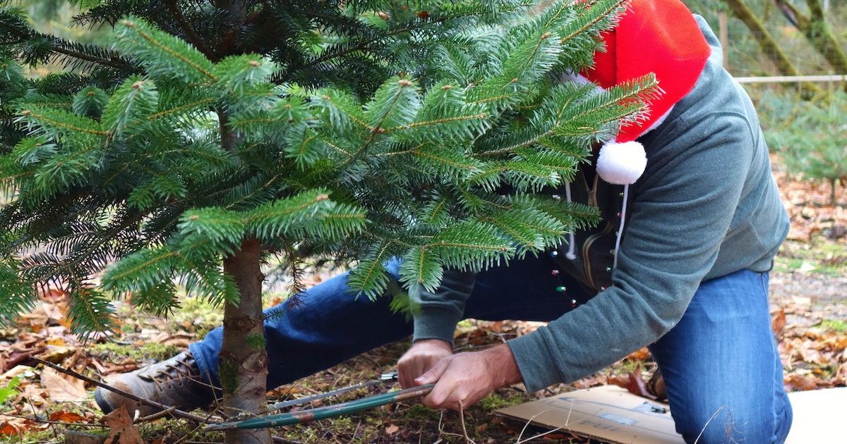How to pick out the perfect Christmas tree | 21Oak