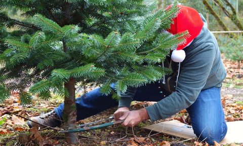 how to choose christmas trees closeup of a man in santa hat with saw