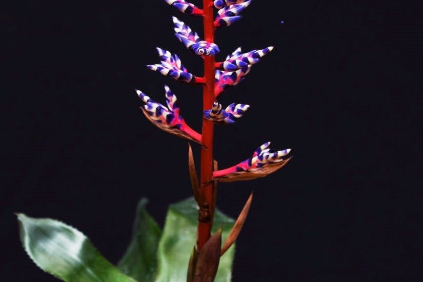 purple and red bromeliad