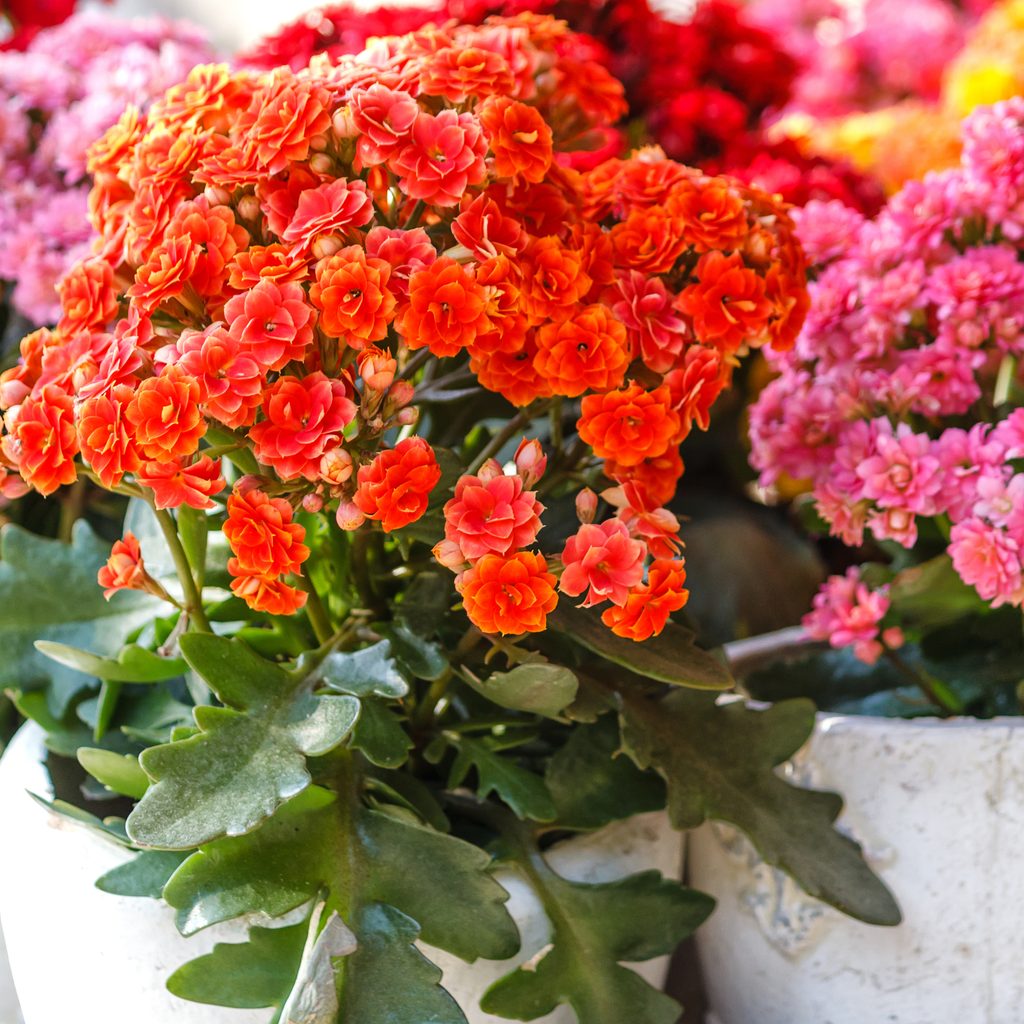 Colorful kalanchoe plants in white pots