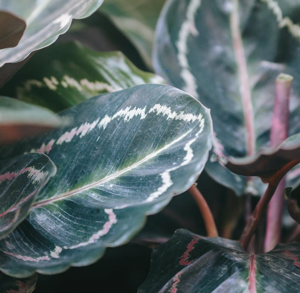 prayer plant leaves up close