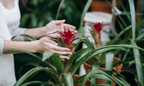 red bromeliad