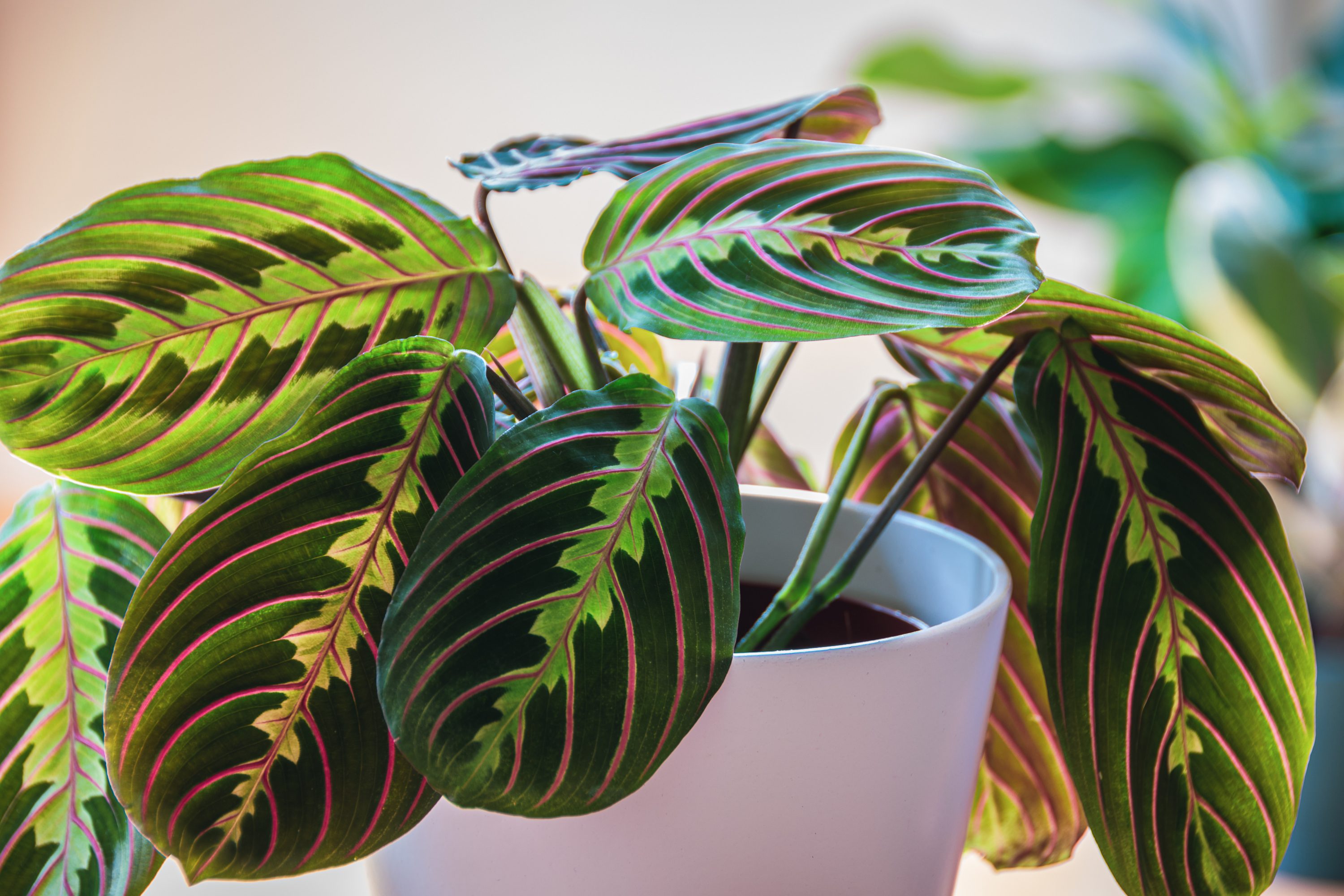 Prayer plant with dark green leaves in a white planter