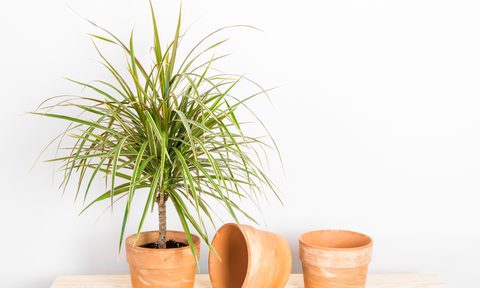 Dragon tree with terracotta pots against white wall