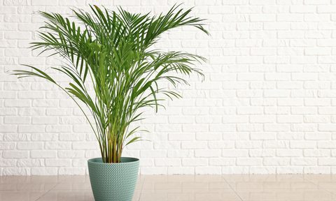 Decorative areca palm
