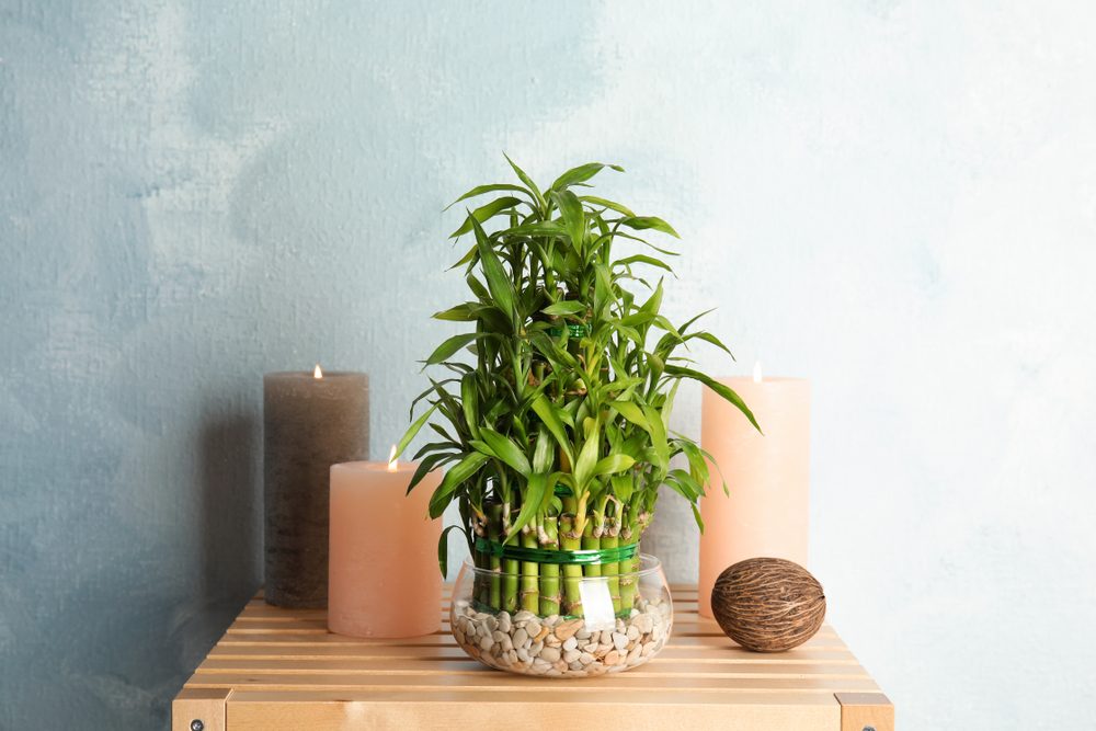 Lucky bamboo plant on a wooden table