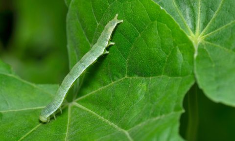 cabbage looper control caterpillar close up near pune  maharashtra india