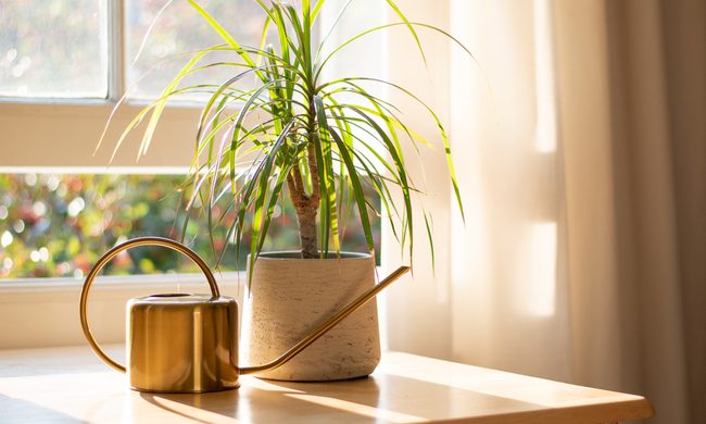 Dragon tree on a windowsill with copper watering can