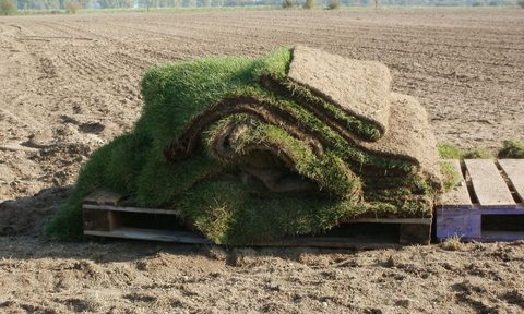 Sod pieces laying on a pallet