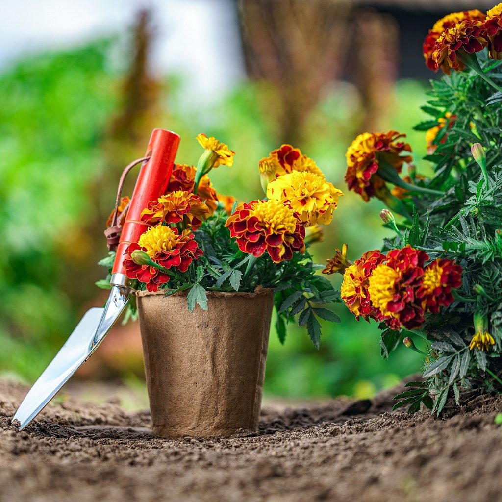Potted flowers and gardening spade.