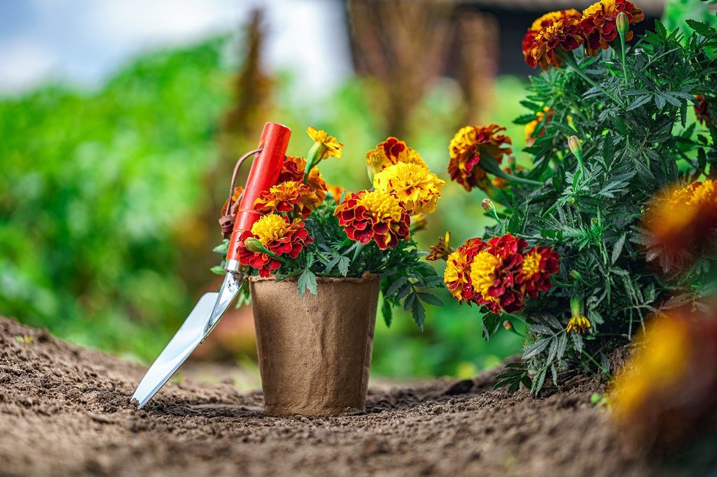 Potted flowers and gardening spade.