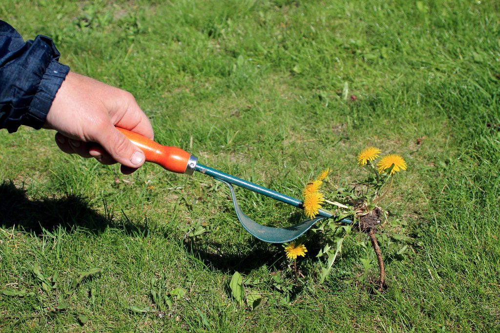Person removing dandelions from lawn.