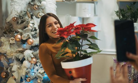 best indoor plants december flower shop