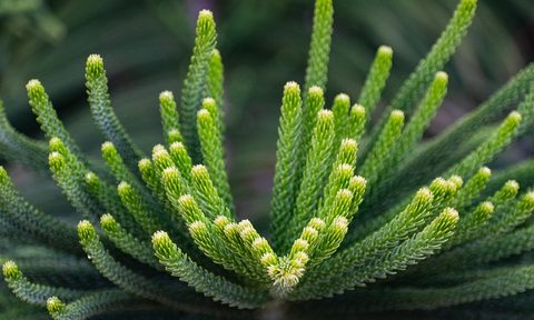 how to grow norfolk island pine indoors g97bf0d2aa 1280
