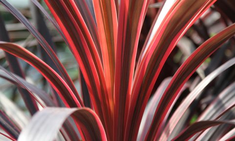 how to grow cordyline indoors shutterstock 1546527011