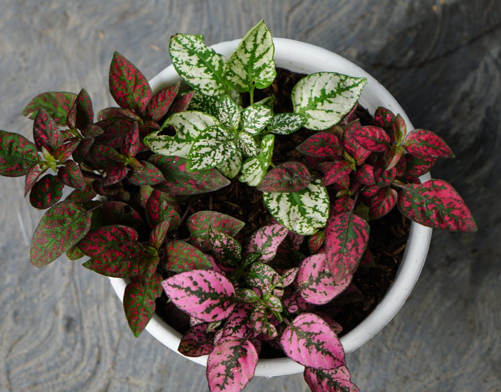 Top view of a polka dot plant
