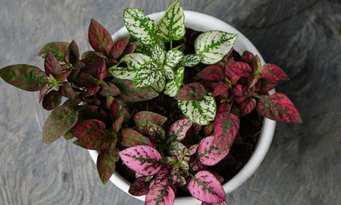 Top view of a polka dot plant