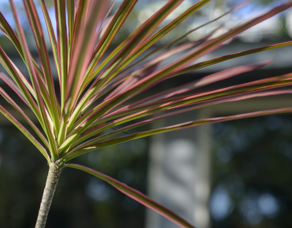 Close-up of dragon tree branches