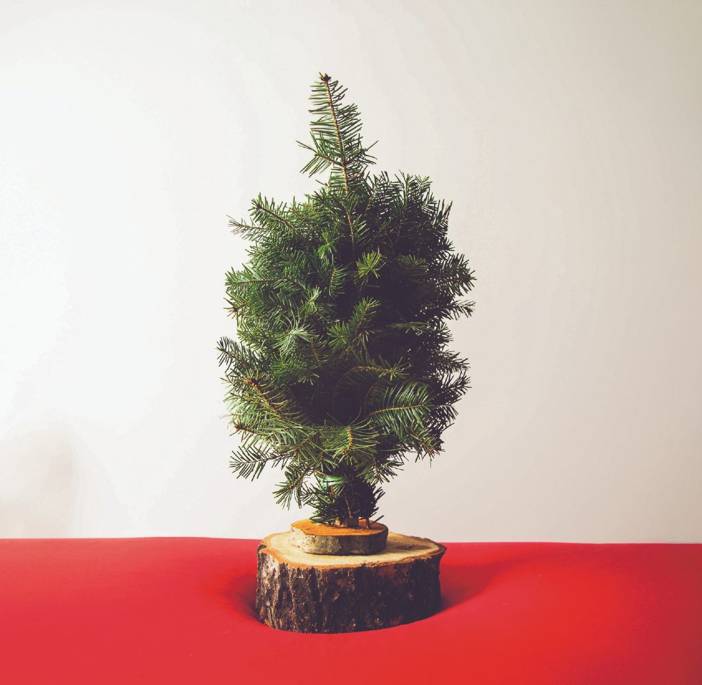 Tiny real Christmas tree