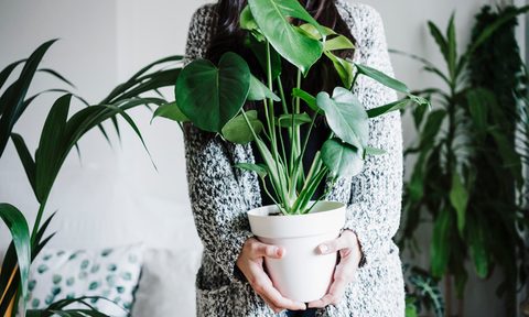 Woman holding Monstera plant against wall at home
