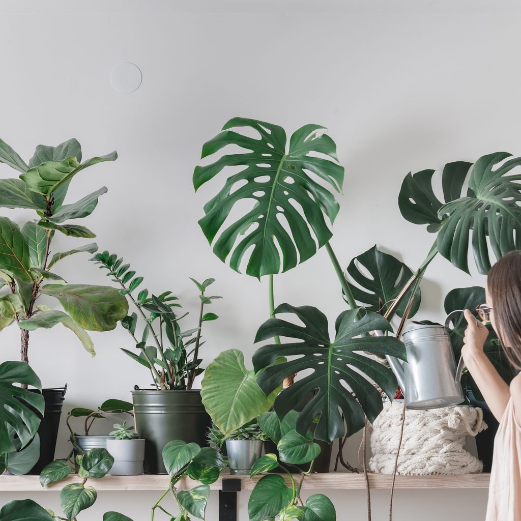 Taking care of plants in a home