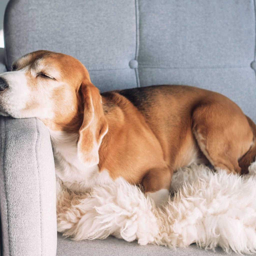 Beagle puppy sleeping on a couch